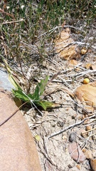 Hypoxis villosa