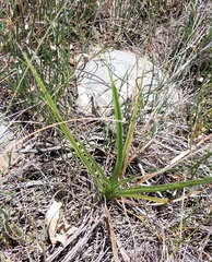 Hypoxis villosa