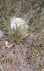 Hypoxis villosa