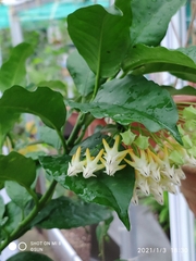 Hoya multiflora