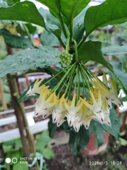 Hoya multiflora