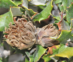 Phyllodiplosis cocciferae