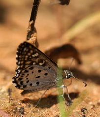 Caprona agama