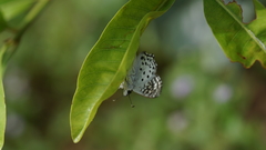 Caprona alida