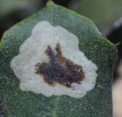 Phyllonorycter belotella