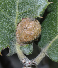 Plagiotrochus australis