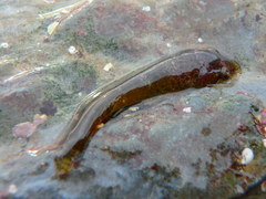 Apletodon dentatus