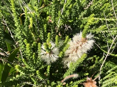 Melaleuca huegelii