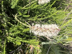 Melaleuca huegelii