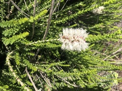 Melaleuca huegelii