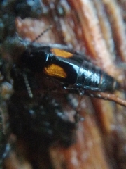 Tachinus subterraneus