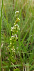 Disperis cardiophora
