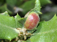 Plagiotrochus australis