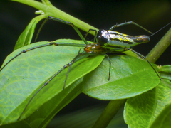 Leucauge
