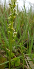 Disperis cardiophora
