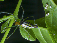 Leucauge