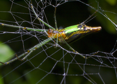 Leucauge