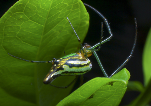 Decorative Vleispider