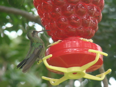 Cynanthus latirostris