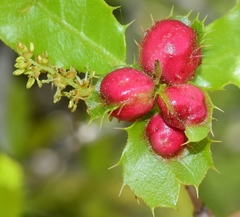 Plagiotrochus quercusilicis