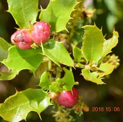 Plagiotrochus quercusilicis