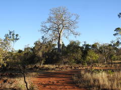 Brachychiton australis