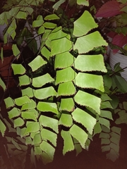 Adiantum trapeziforme