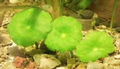 Hydrocotyle vulgaris