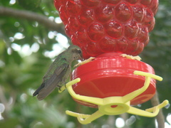 Cynanthus latirostris