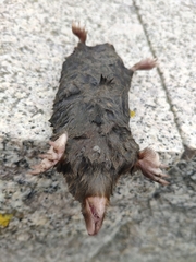 Talpa occidentalis