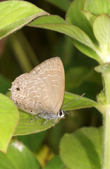 Anthene emolus emolus