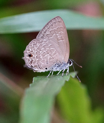 Anthene emolus emolus