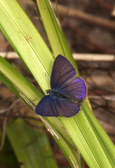 Anthene emolus emolus