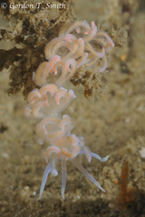 Phyllodesmium
