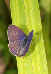 Anthene emolus emolus