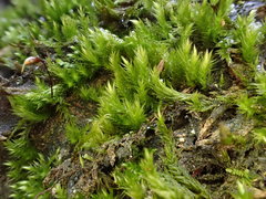 Sciuro-hypnum populeum