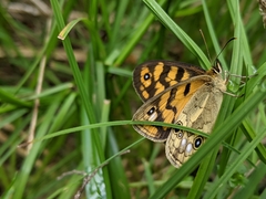 Heteronympha cordace