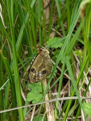 Heteronympha cordace