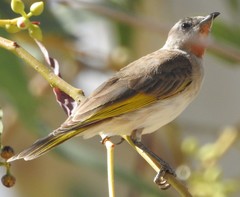 Conopophila rufogularis
