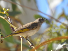 Conopophila rufogularis