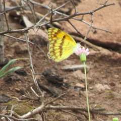 Colotis vesta