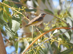 Conopophila rufogularis