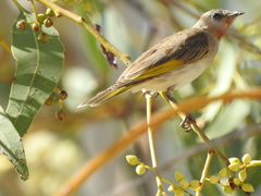 Conopophila rufogularis