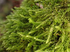 Hygrohypnum luridum
