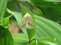 Descoreba simplex