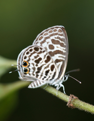 Leptotes plinius plinius