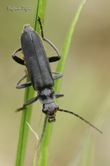 Cantharis tristis