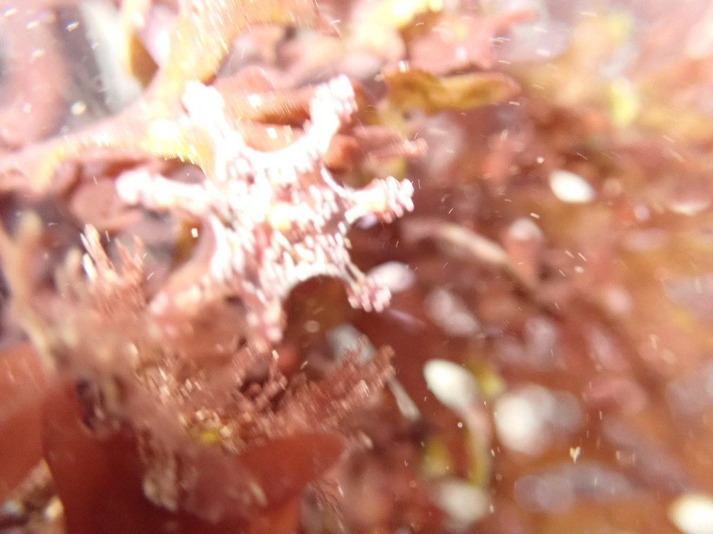 St. John's Jellyfish