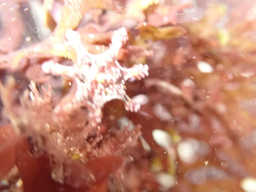 St. John's Jellyfish