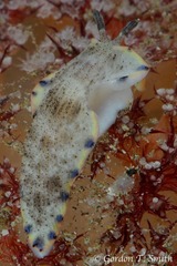 Dermatobranchus caeruleomaculatus